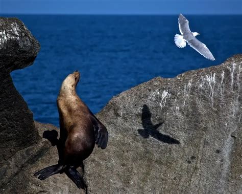 Steller Sea Lion - Facts, Diet, Habitat & Pictures on Animalia.bio