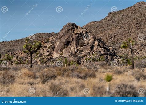 Yucca Trees and Rock Formations at Joshua Tree National Park in ...