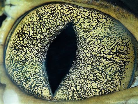 Crocodile eye close up. | Eye animal, Animals eyes, Eye photography