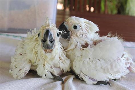 Baby Cockatoos | Pet birds, Cute animals, Cute baby animals