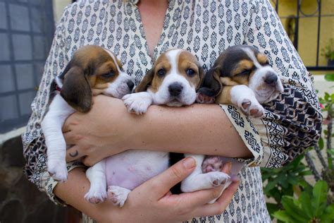 Beagle puppies! : r/beagle