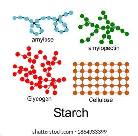 37 Amylose Stock Vectors, Images & Vector Art | Shutterstock