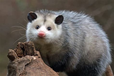 Possum Animal Facts | Phalangeriforme | AZ Animals