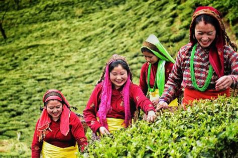 Darjeeling Tea industry | Darjeeling tea industry reluctant to hold ...