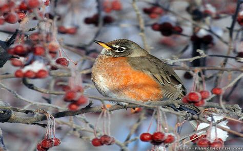 Christmas Bird Desktop Wallpapers - 4k, HD Christmas Bird Desktop ...