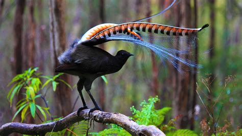 Superb Lyrebird – Bing Wallpaper Download