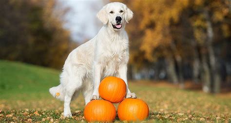 Pumpkin For Dogs With Constipation - Pet Food Guide