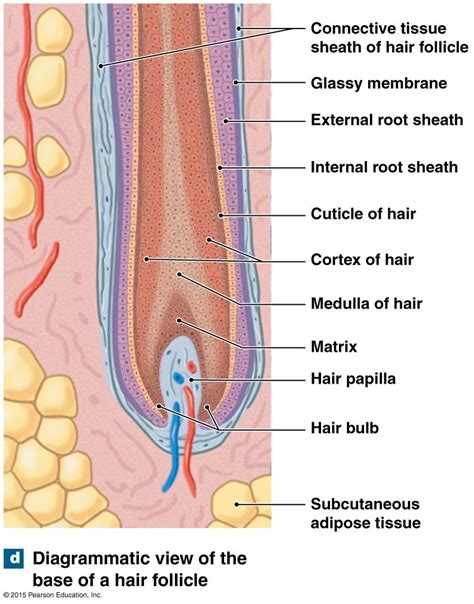 The base of a hair follicle.#base #follicle #hair | Matrix hair, Hair ...