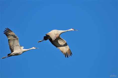 Joe and Cintia's photography: sandhill cranes migration