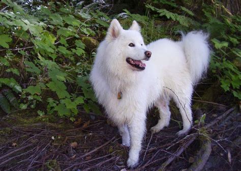 #1 Chó Samoyed giá bao nhiêu? Phân biệt giống Samoyed thuần chủng, các giống lai - Thudaumot