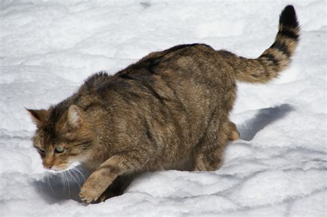 File:European Wildcat Nationalpark Bayerischer Wald 03.jpg - Wikipedia