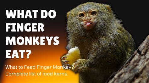 What Do Finger Monkeys Eat - What to Feed Finger Monkeys - Finger ...