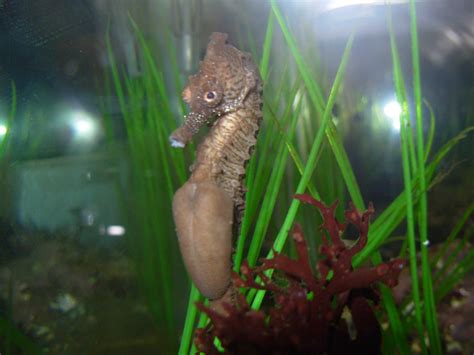 Seahorses: The Super Dads of the Sea - Seacoast Science Center