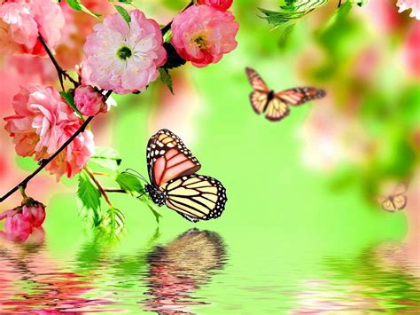 Spring Butterfly Wallpapers - Top Free Spring Butterfly Backgrounds ...