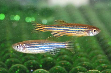 Zebrafish Change Color for Sex | Live Science