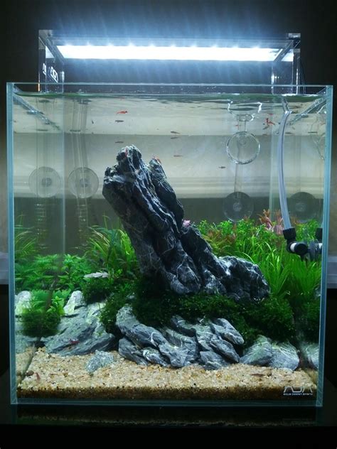 Seiryu Stone Aquascape Ideas - Aquascape Ideas