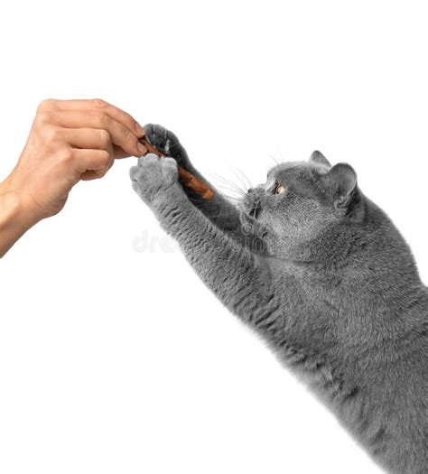 The Cat on Its Hind Legs Reaches for a Treat Stock Image - Image of ...