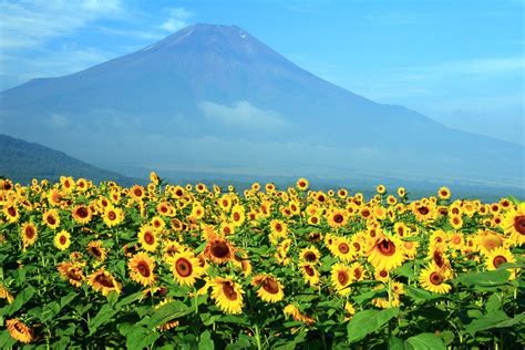 Mt. Fuji trails in Shizuoka open for this year's climbing season - News ...