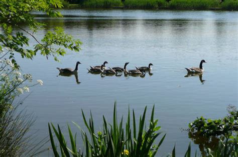 Ducks on the Pond