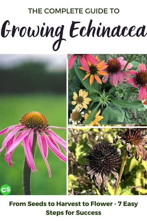 Complete guide to growing echinacea coneflower from seeds 7 easy tips ...