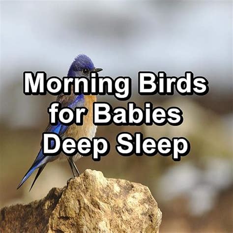 Calming Birds Nature Sounds Best Loopable Sound by Nature Bird Sounds ...