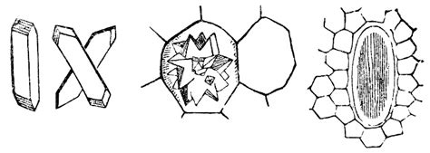 Various Different Idioblast Plant Cell Crystals 19th Century Stok Vektör Sanatı & 19. Yüzyıl‘nin ...