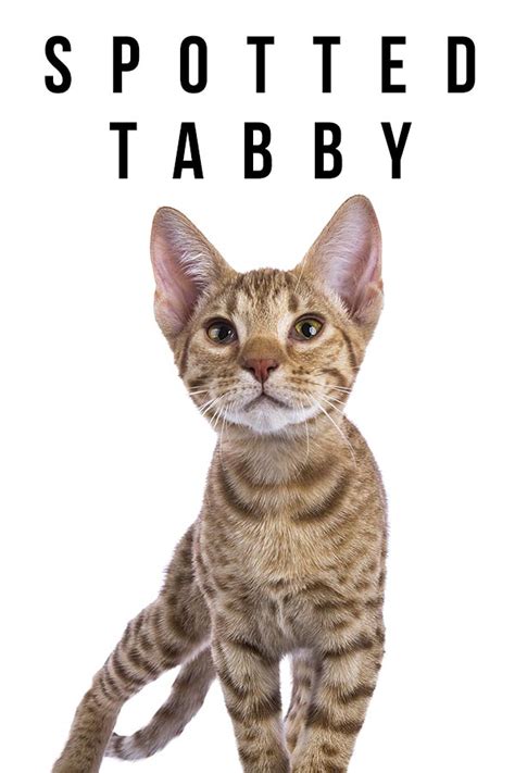 Spotted Tabby Cats - Which Breeds To Look For And What To Expect