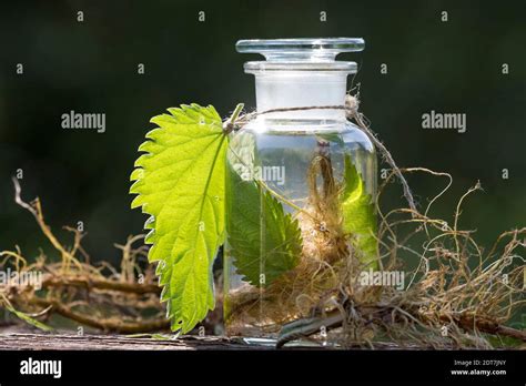 stinging nettle (Urtica dioica), selfmade stinging nettle tincture from roots and leaves ...