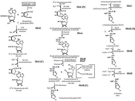 histidine biosynthetic process | Semantic Scholar