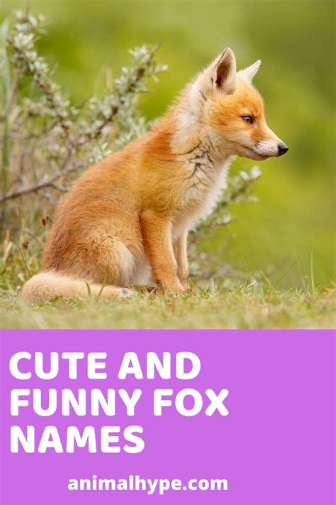 400+ Cute and Funny Fox Names | Funny fox, Girl pet names, Funny animal ...