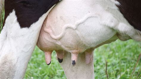 How to reduce mastitis ahead of spring calving - Farmers Weekly