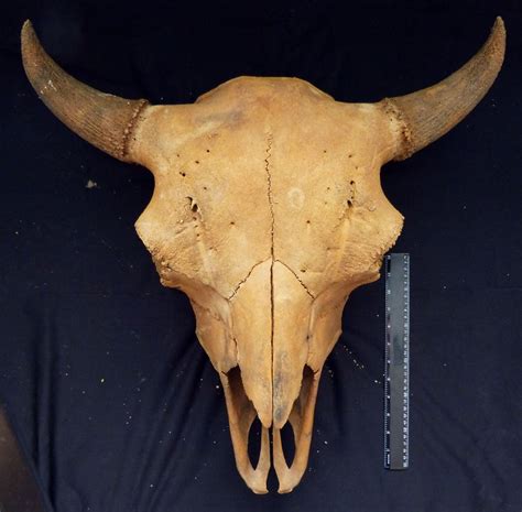 Big Ol' Bison Skull: B. Bison Or B. Antiquus? - Fossil ID - The Fossil ...