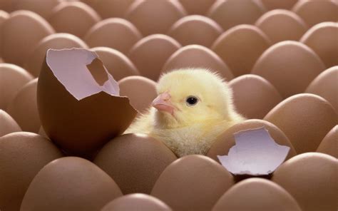 Hatched Chicken wallpaper | 1920x1200 | #13370