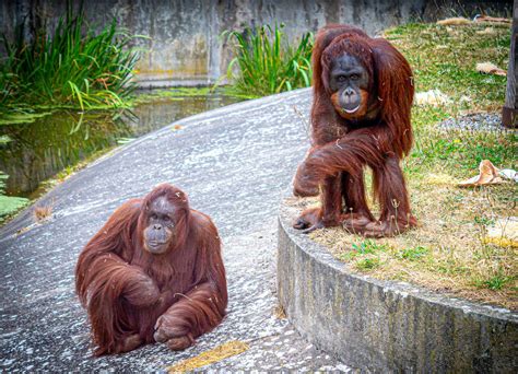 Blackpool Zoo announces sustainable palm oil campaign | blooloop