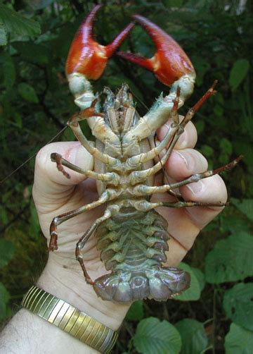 Crawdad