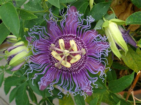 Passiflora hybrida (Passifloraceae) image 17030 at PhytoImages.siu.edu