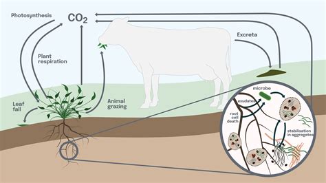 The science of soil carbon | New Zealand Agricultural Greenhouse Gas Research Centre