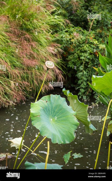 Dried Water Lily Pods and Stems In Pond Outdoors Stock Photo - Alamy