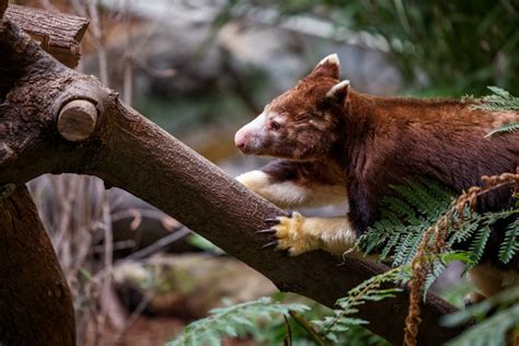 Tree Kangaroos Are Getting Their Groove Back Thanks to Research and Teamwork| Cleveland ...