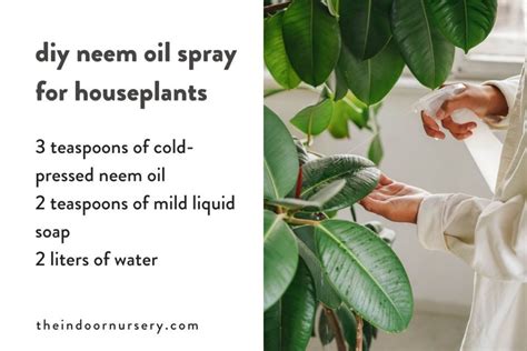 How to use neem oil on houseplants