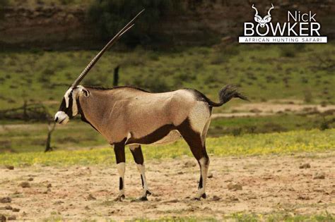 Gemsbok Hunting in South Africa (Video Included)