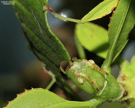 FindNature.com - Photos - Phyllium sp (Phylliidae)