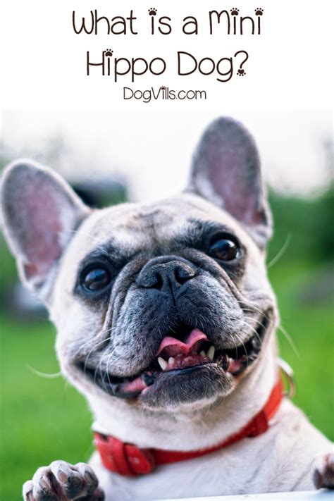 What is a Mini Hippo Dog? (Fun Facts & Health Care Tips!) - DogVills