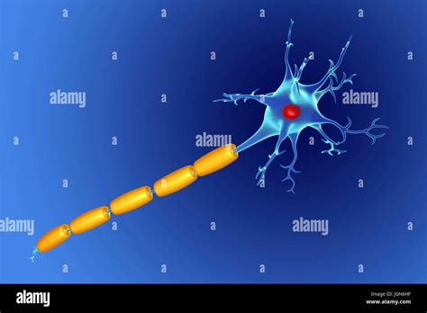 Myelin sheath hi-res stock photography and images - Alamy