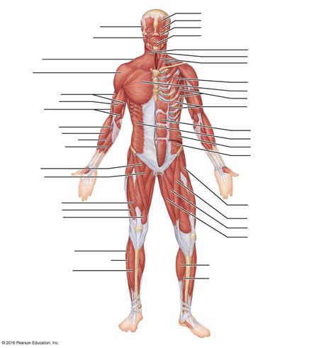 Major Skeletal Muscles - Anterior Diagram | Quizlet