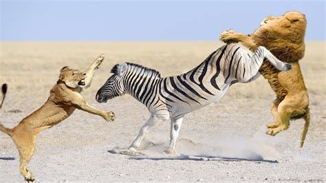 Zebra Rock Flying Lion and Run Away | Lion vs zebra, wildebeest - YouTube