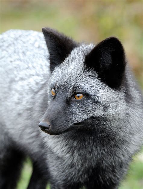 The Rare Beauty Of Black Foxes (45 Pics) | Bored Panda