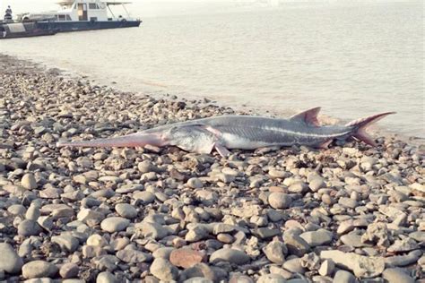 Chinese Paddlefish Facts, Lifestyle, Ecology & Extinction