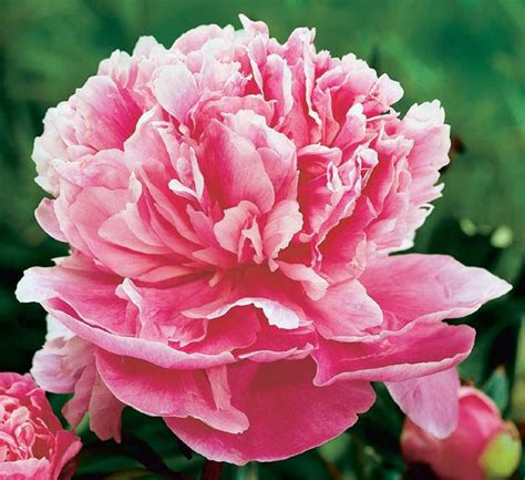 Paeonia lactiflora 'Alexander Fleming' Peony 'Alexander Fleming' from Plantworks Nursery