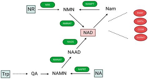 Cells | Free Full-Text | Cellular and Mitochondrial NAD Homeostasis in Health and Disease